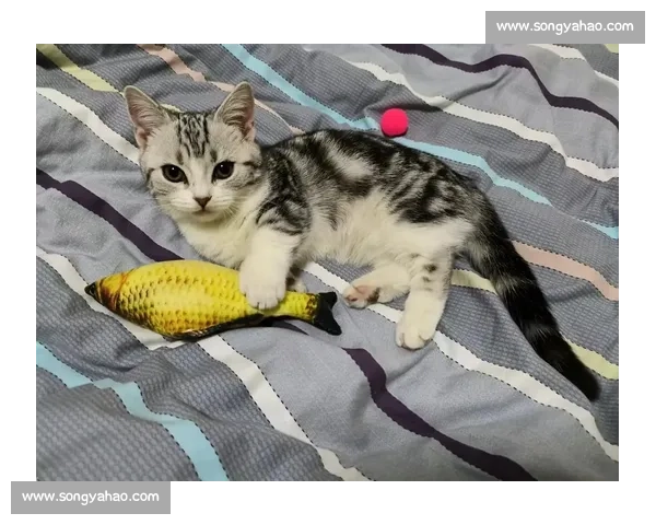 《赛季猫比赛:挑战极限,开启萌宠竞技新时代》 《赛季猫比赛:挑战极限,开启萌宠竞技新时代》